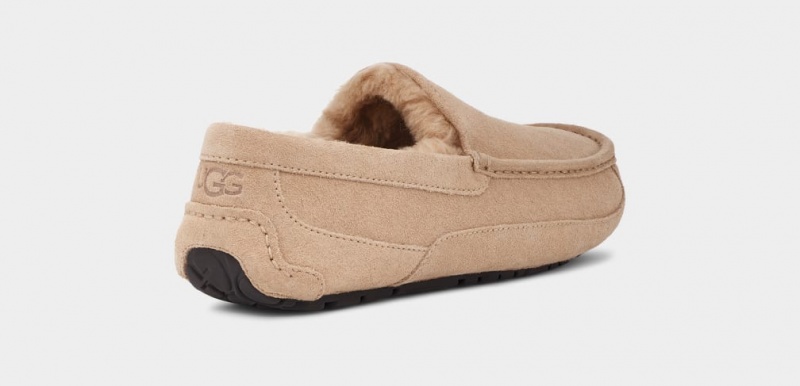 Ugg Ascot Tofflor Herr Bruna | TI3781052