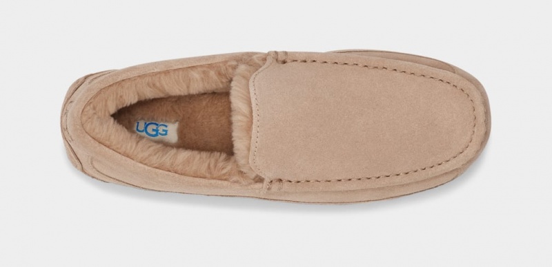 Ugg Ascot Tofflor Herr Bruna | TI3781052